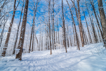Maple syrup collection buckets along trails for a sugar shack in the Maple wooded winter forest.