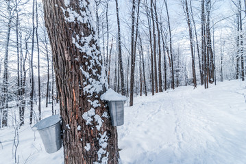 Maple syrup collection buckets along trails for a sugar shack in the Maple wooded winter forest. - 103560215