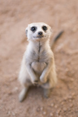 Fototapeta premium Inquisitive meerkat beside the road in the Kalahari