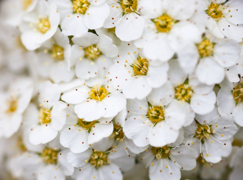 Fototapeta Białe kwiaty Spiraea
