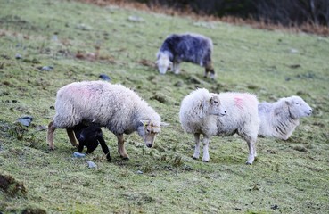 Obraz premium Herdwick Lamb having a feed