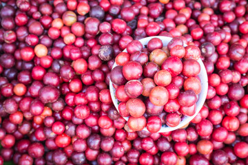 Local Thai forest berry fruit in Chiang Mai market