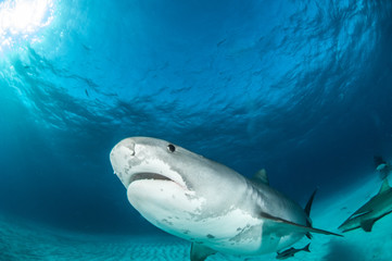 Obraz na płótnie Canvas Tiger shark