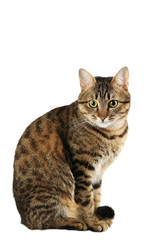 Fototapeta premium Beautiful cat isolated on a white