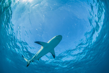 Obraz premium Caribbean reef shark