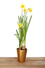 Daffodil plant on a board
