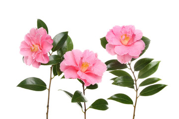 Three magenta Camellias
