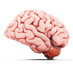 3d detailed brain
