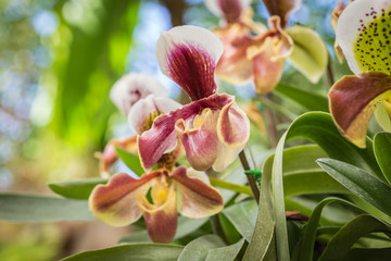 Paphiopedilum (orchid) in public garden, Chiang Rai province, Th