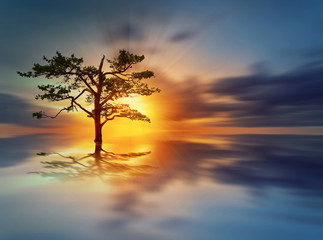 Sunrise tree