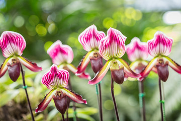 Paphiopedilum (orchid) in public garden, Chiang Rai province, Th
