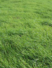 Gras im Wind