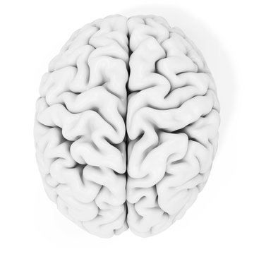 3d detailed brain