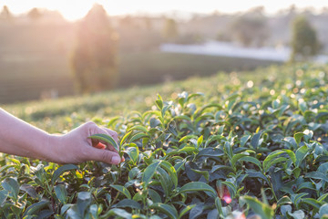 Woman hand on tea plantation in Thailand