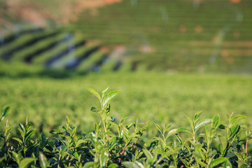 Tea plantation in Chiang Rai northern of Thailand