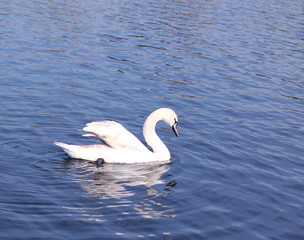 Swan