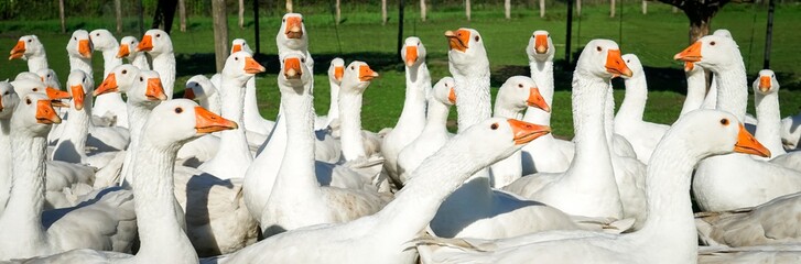 Gänseschar auf der Weide © Countrypixel