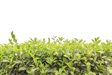 Close up tea plantation isolated on white