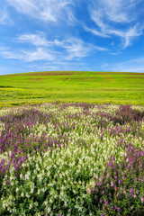 Flower plantation, green grass hill and bright blue sky