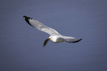 White Seagull with a fish in his mouth over the water in Ding Darling Wildlife Refuge on Sanibel Island Florida