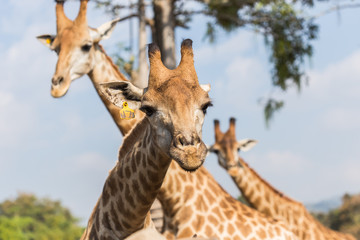 Portrait of a curious giraffe on blue sky background