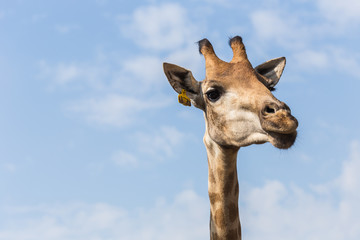 Fototapeta premium Portrait of a curious giraffe on blue sky background