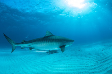 Fototapeta premium Tiger shark