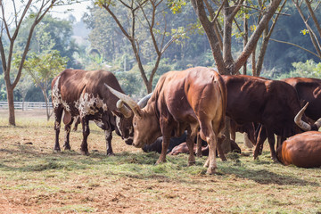 Fototapeta premium Group of brown Watusi Cows in the farm at Chiang Rai