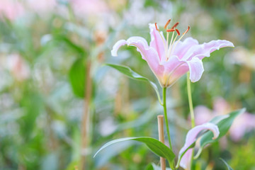 Lily flower in public garden in Chiang Rai, Thailand
