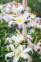 Fototapeta premium Lily flower in public garden in Chiang Rai, Thailand