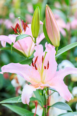 Lily flower in public garden in Chiang Rai, Thailand