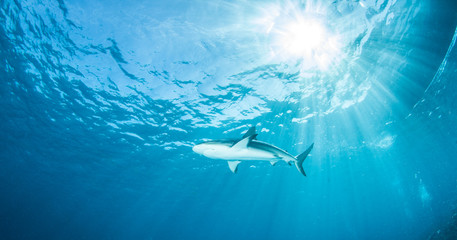 Obraz premium Caribbean reef shark