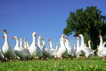 Gänse auf einer Wiese vor einem Birnenbaum