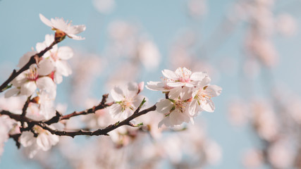 Cherry tree flower in a spring time
