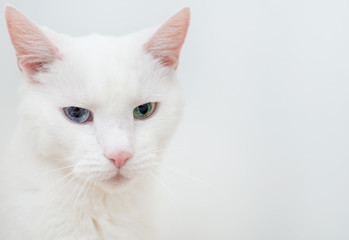 Fototapeta na wymiar Portrait of white cat with different eyes.