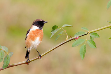 Beautiful wild bird perched on a branch
