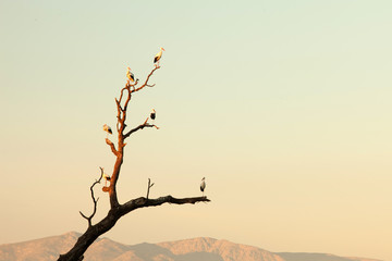 Two storks perched on a tree