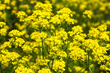 Yellow rapeseed flowers (Brassica napus)