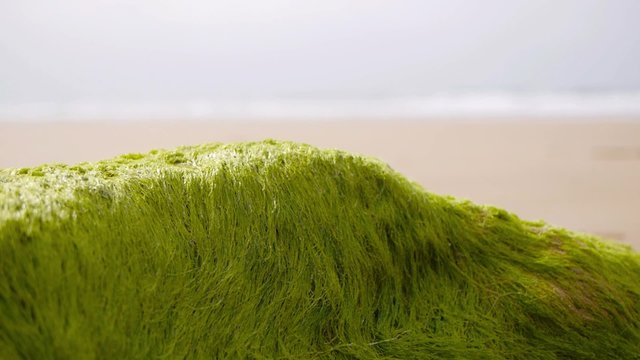 seaweed at low tide