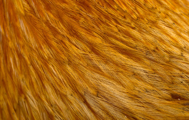 texture of bird feathers