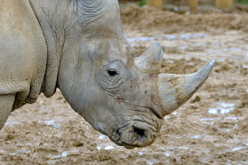 Obraz premium Corne de rhinocéros