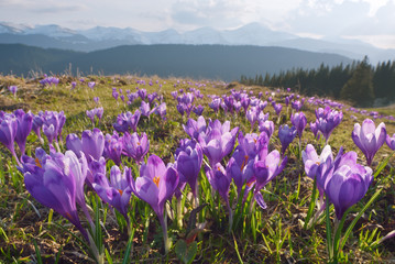 Blooming crocuses in mountains