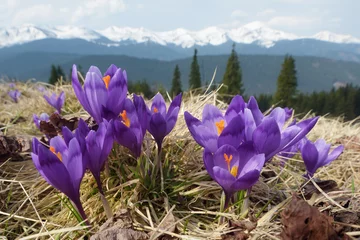 Foto op Plexiglas Spring flowers in mountains © Oleksandr Kotenko