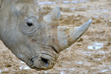 Obraz premium Corne de rhinocéros