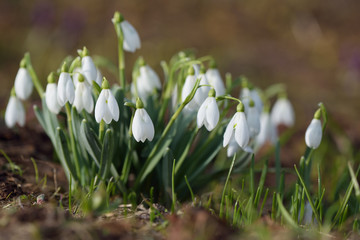 White snowdrops on meadow