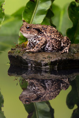 Fototapeta premium Common Toad (Bufo Bufo)/Common Toad on moss covered stone
