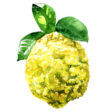 Citron, Citrus medica isolated watercolor illustration on white