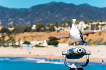 Naklejka premium seagull sitting on binoculars at the seaside