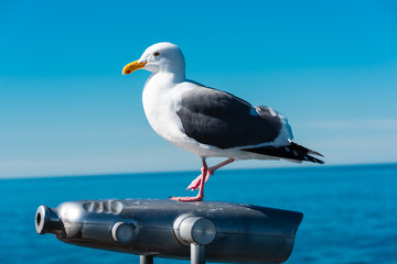 Obraz premium seagull sitting on binoculars at the seaside