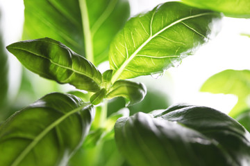 healthy organic food